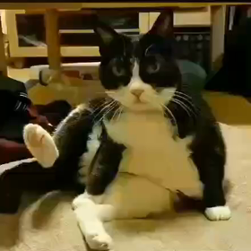 送られてきた動画にクスッ☆。.:＊・゜の画像