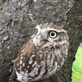 ハロハローの画像