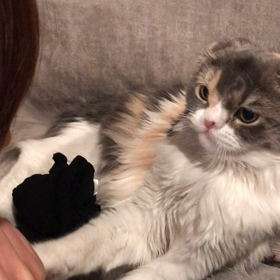 看板猫チャチャのお手動画❤︎の画像