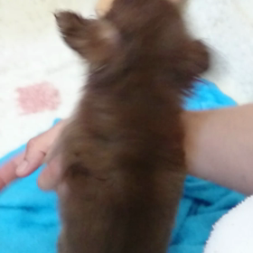 シャンプーの画像