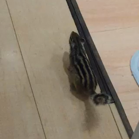 モビングの画像