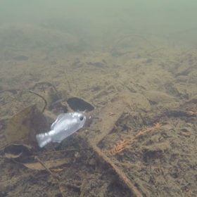 ノマセギル水中映像の画像