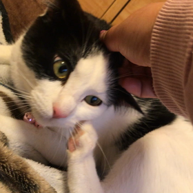 歩けないと言われた、てんちゃん、掻いてる！！の画像