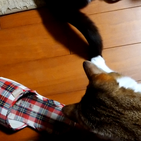 天然猫じゃらしの画像