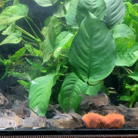 本日のコリドラス水槽の画像