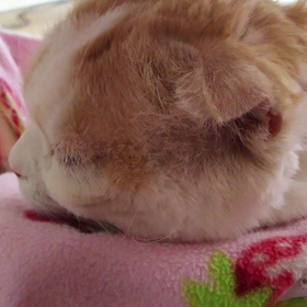 2/22 祝❤猫の日♪の画像