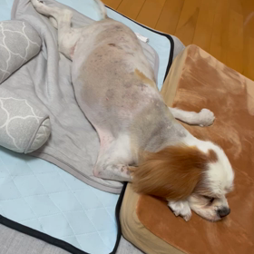 夢の中でっの画像