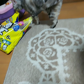 本邦初公開✨(笑) ～はなの「お手」動画～の画像