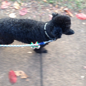 お散歩上手の画像