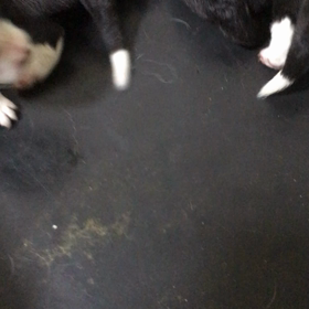 お問い合わせ 男の子4頭の画像