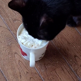 猫もティータイム？の画像