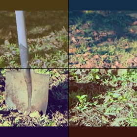 1分動画編集パート2 にんにくの畝たての画像