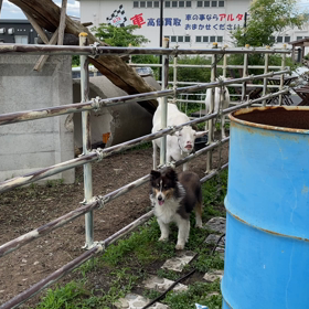 どうしたの画像