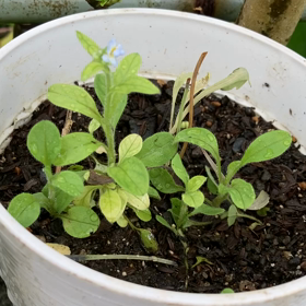 介護記録１４１（ケア マネ月１訪問）の画像