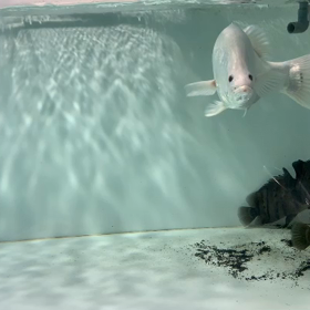 プラチナバラマンディ 金魚捕食！の画像