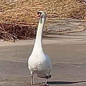 白鳥の声、近づき過ぎたかなの画像