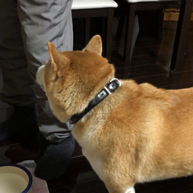 しゃべる犬の画像