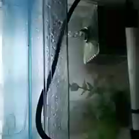 ネオンテトラの画像