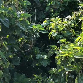 ♡オオゴマダラ♡見つけました♬の画像