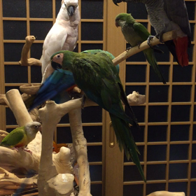 今日の放鳥の画像