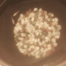 仲間ふえましたの画像