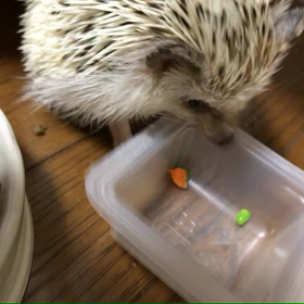 101日目ハリネズミを飼っての画像