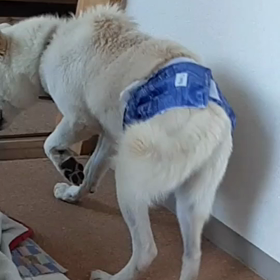 今日のシロくんの画像