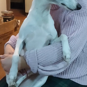 ジョセちゃん第２の生活の準備の画像