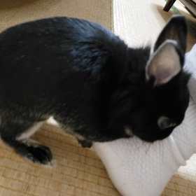 カクカク大臣の画像