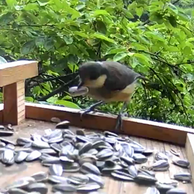すぎぴたんの事件簿シーズン２　２９８話（お食事姿、ヤマガラ）の画像