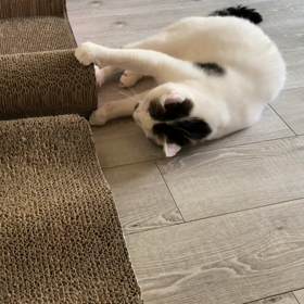 ポール遊びの画像