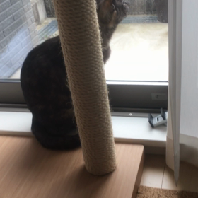 鳥を見つけたの画像