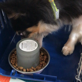 一瞬で食べ終わるアンジュの画像