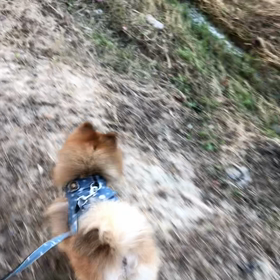 愛犬VS鴨の画像