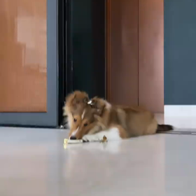 20210809 Win IGSの画像