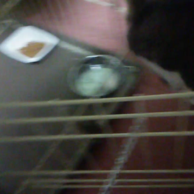 ゲージから出た時のシルコの画像