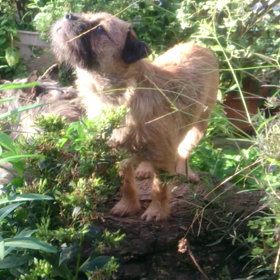 マカデミアン ナッツの画像