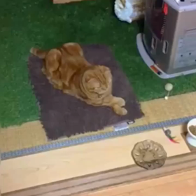 なにかでてるの画像