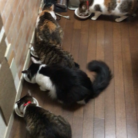 豪華食事タイムの画像