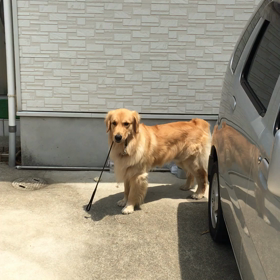 今日のレオの画像