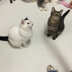 ちょっと〜どきなさいよ！の画像