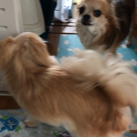 お出かけのあとの癒しの画像