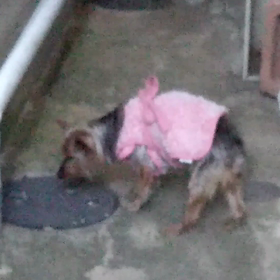 チョコちゃんの画像