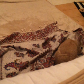 ぷっちジャンプの画像