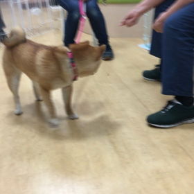 お利口だぁ。の画像