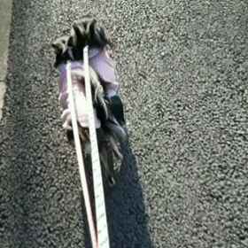 水仙と桜の画像