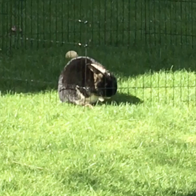 癒しの達人の画像