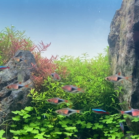 水草水槽　動画の画像