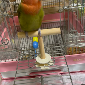 京都in マヤ暦講座の画像