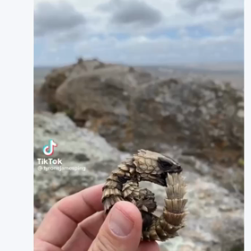 ドラゴンの赤ちゃん　SpaceForceGalacticFederationの画像